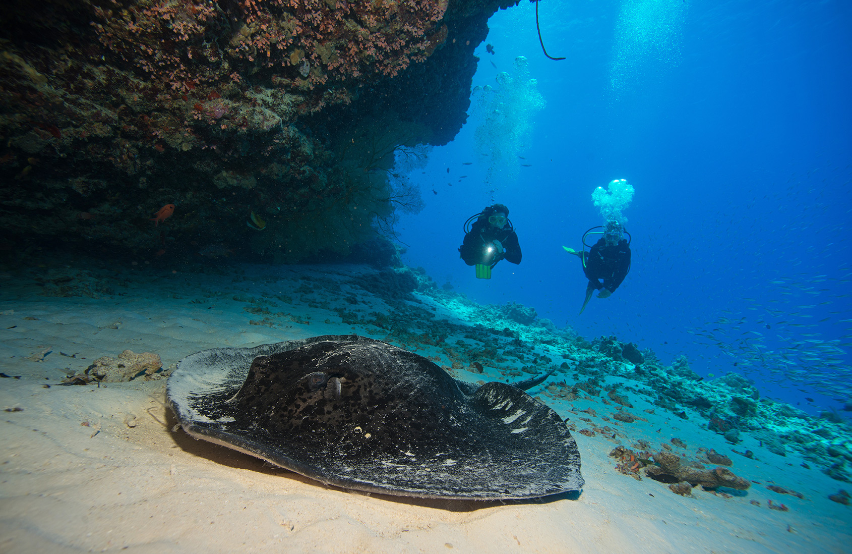 BlueSafari alphonse diving 129 FionaAyerst