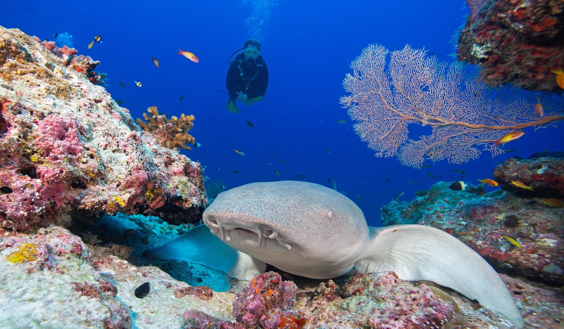 Seychelles Morning Scuba Diving Shark