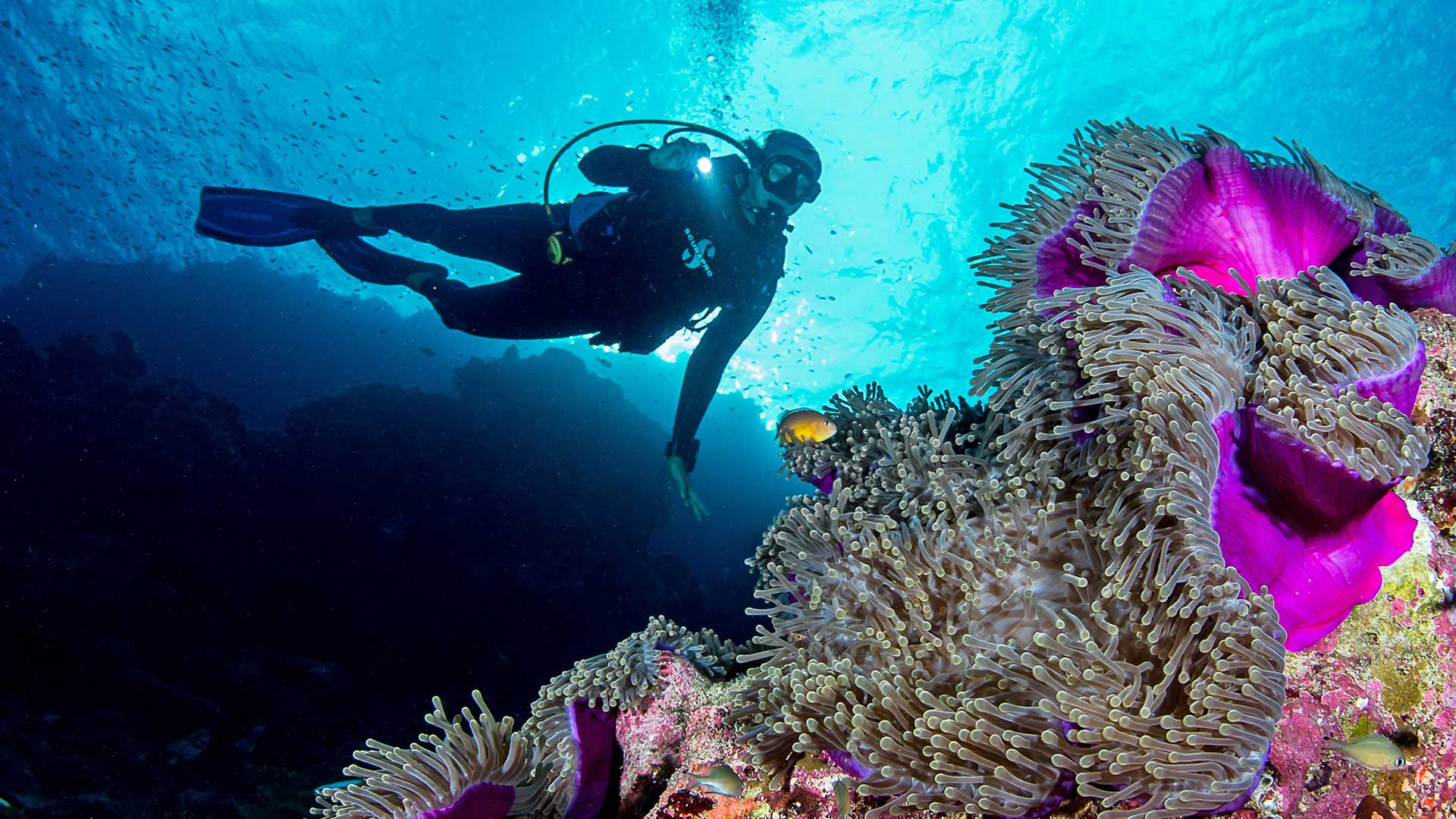 Astove_Diving_Seychelles