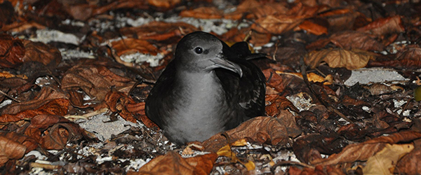 conservation highlights wedge tailed shearwater