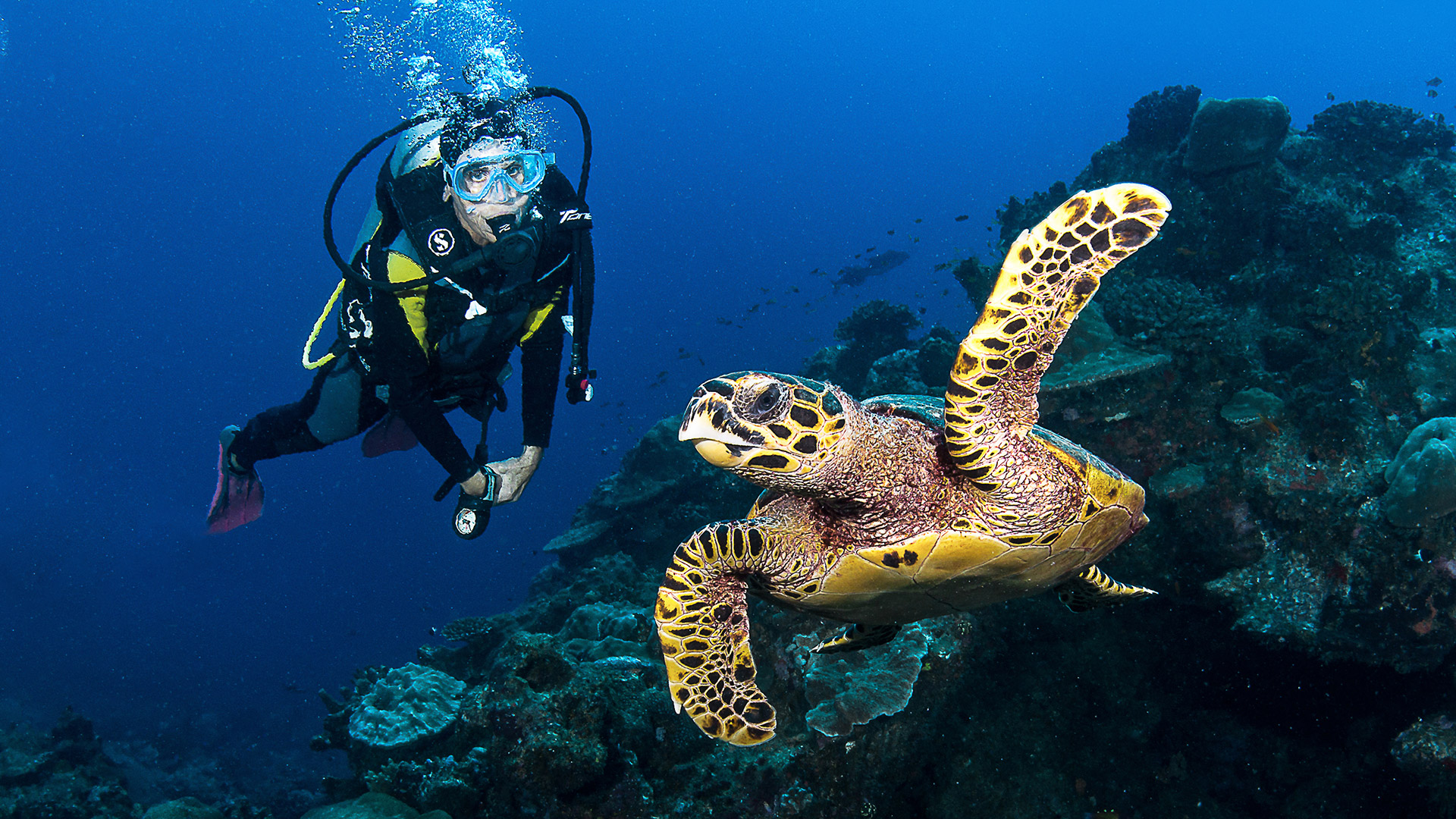 blue safari scuba diving turtles