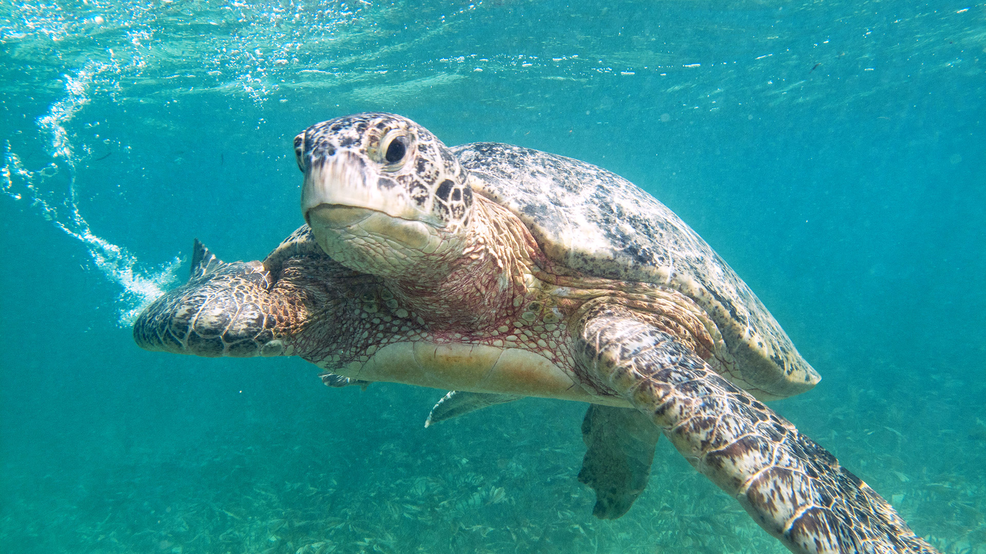 alphonse island seychelles turtle