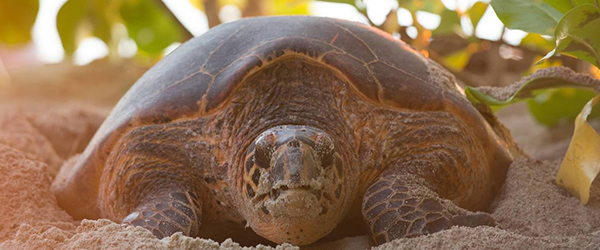 turtle tracking conservation highlights alphonse island