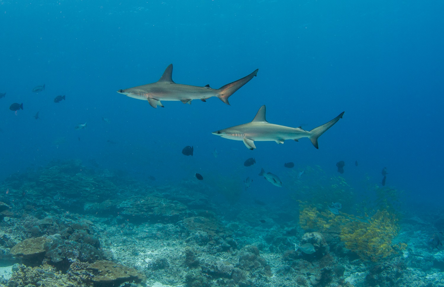 scuba diving wammerhead sharks seychelles