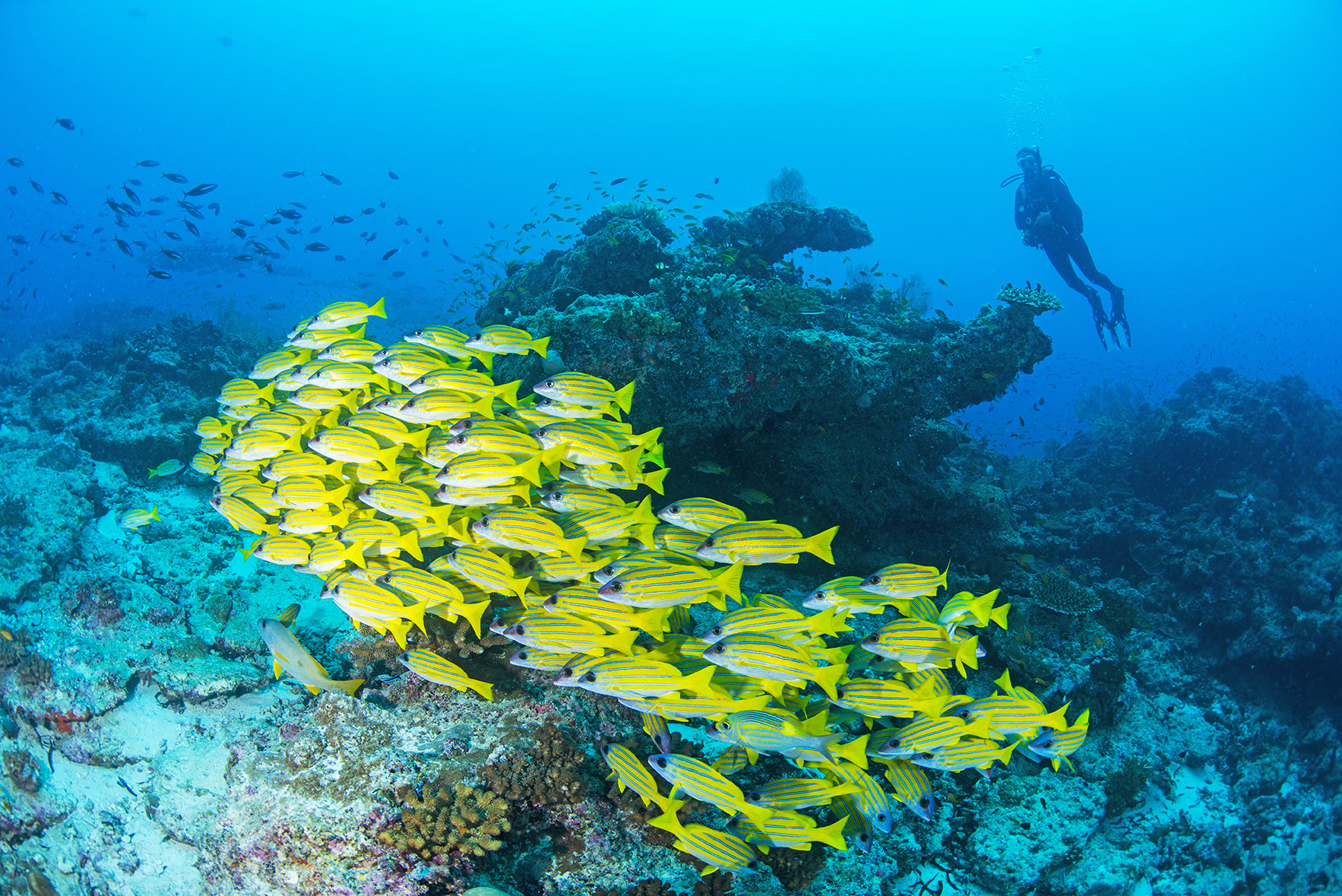 BlueSafari alphonse diving 30 AG