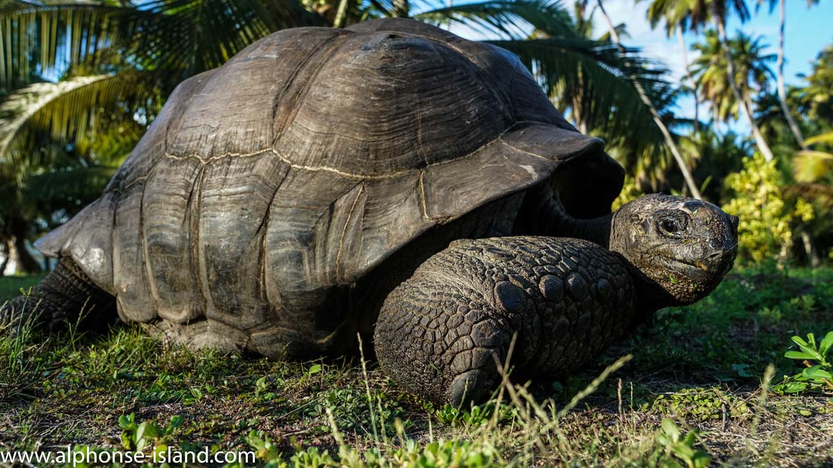Giant Tortoises Seychelles