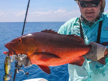 Bohar Snapper