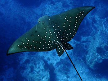 Eagle Ray