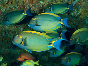 Eyestripe surgeon fish