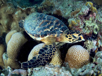 Green turtle