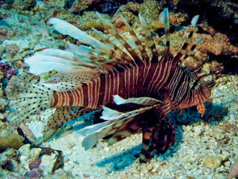 Lion Fish