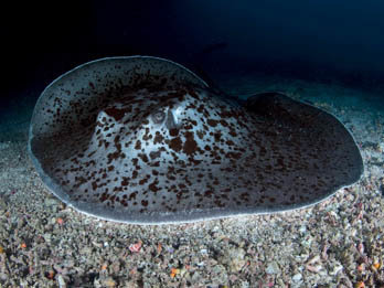 Marbled Ray