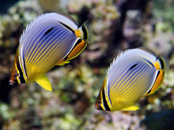 Meyers Butterfly Fish