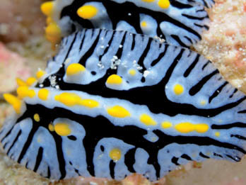 Nudibranchs