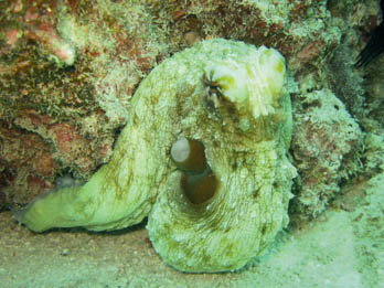 Octopus