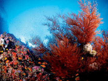 Soft Corals