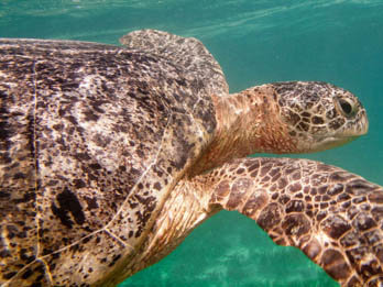 Green Turtle