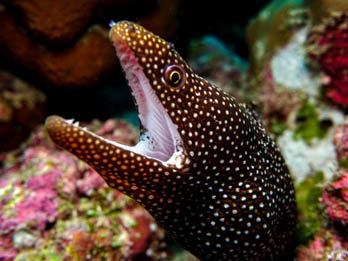 Moray Eel