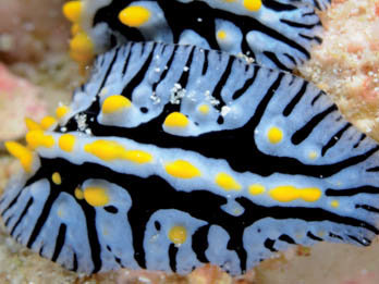 Nudibranchs