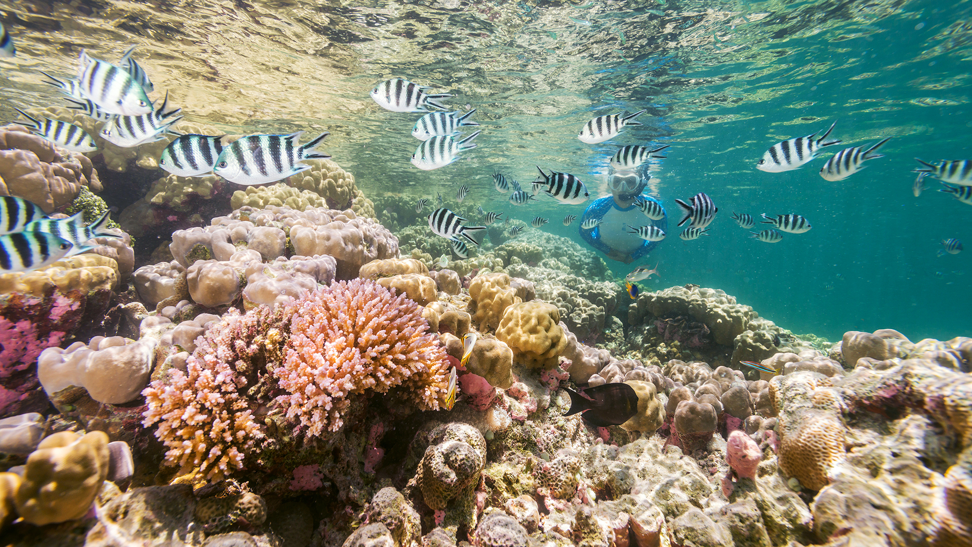 Snorkeling in The Seychelles - Alphonse Island